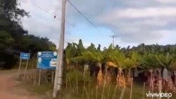 ວີດີໂອ ກ່ຽວກັບການລົງທຶນປູກກ້ວຍໃນລາວ ສ່ວນຫຼາຍແມ່ນຊາວຈີນ ມາເຮັດເອງ ໂດຍຈ້າງແຮງງານລາວ ສ່ວນຊາວກະເສດຕະກອນລາວ ຢາກລົງທຶນເອງ ແມ່ນຍາກຫຼາຍ
