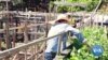 Seattle Community Garden Becomes Second Home for Asian Immigrants 