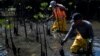 Mangrove Forest Thrives Around What Was Once Latin America's Largest Landfill 