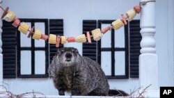 Groundhog General Beauregard Lee moves from his shelter at the Dauset Trails Nature Center, Friday, Feb. 2, 2024, in Jackson, Georgia.