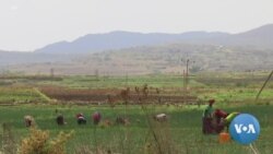 “የእርሻ ግብአት በወቅቱ ባለማቅረቡ ምርትን ይቀንሳል” ባለሞያዎች