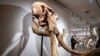 Defying downturn, auction houses bid high on Hong Kong