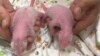 Twin panda babies, female at left and male at right, are pictured at Ocean Park in Hong Kong, marking the first-ever locally born panda cubs, in this photo released and taken on Aug. 15, 2024. (Ocean Park Hong Kong via AP)