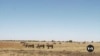 South African journalists winning battles in war against environmental crime
