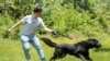 Exhibition of Macedonian shepherds dog Karaman (Изложба на македонско автохтоно овчарско куче караман)