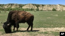 FILE - A bison grazes in Theodore Roosevelt National Park in North Dakota, May 24, 2017. U.S. national park officials plan to reduce the bison herd from 700 to 400 at the park starting Oct. 14, 2023. The animals will be rehomed and come under tribal management.