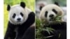 Ibu Kota AS Siap Sambut Kedatangan Sepasang Panda dari China
