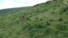 En Ouganda, les réfugiés restaurent des forêts