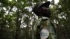 Le sommet One Forest pour protéger les forêts tropicales s'ouvre au Gabon