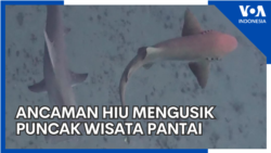 Ancaman Hiu Mengusik Puncak Wisata Pantai