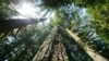 Earth Day Puts Focus on 'Green' Investment, Sustainability 