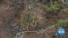 Succulents: South Africa's New Plant Poaching Pandemic