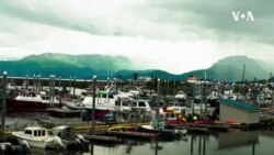 Nature | Kachemak Bay
