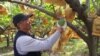 Ahead of Vote, Taiwan Fruit Farmers Caught in Cross-Strait Tensions
