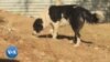 Un groupe de protection des animaux en Namibie contre le vol de chiens