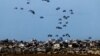 Pesawat militer menjatuhkan paket kemanusiaan, terlihat dari perbatasan Israel dengan Gaza di Israel selatan, 7 Maret 2024. (Foto: Reuters)