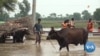 Heavy Rains in India Flood Pakistani Riverside Villages 