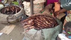 Republic of Congo’s Traditional Fish Smoking Threatens Forests