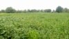 La culture du soja ancrée dans les habitudes des agriculteurs togolais