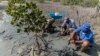 Les palétuviers absorbent cinq fois plus de carbone que les forêts terrestres, filtrent la pollution de l'eau, protègent des températures extrêmes et forment une barrière naturelle contre la montée des eaux.