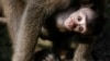 Bayi monyet ekor panjang berada dalam pangkuan sang induk di kandang mereka di kebun binatang Basel, Swiss, pada 14 November 2008. (Foto: Reuters/Christian Hartmann) 
