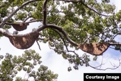 ឃ្មុំ​ធំ ​ឃ្មុំ​ត្រចៀក​ដំរី​ ឬ​ឃ្មុំ​ចង្អេរ​នេះ ​អាច​បង្កើត​សំបុក​ដែល​មាន​ទំហំ​រហូត​ដល់​ទៅ​ជិត​៣​ម៉ែត្រ​ការ៉េ​ឯណោះ។ (រូបថតផ្តល់ឲ្យ)