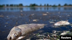 A dead fish lies on the bank of Oder River on the German-Polish border, in Brieskow-Finkenheerd, Frankfurt (Oder), Germany, Aug. 11, 2022.