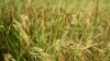 China’s Drought Threatens Nation’s Energy, Food and Economic Security 