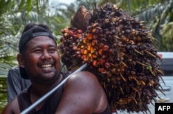 Seorang pekerja mengangkat buah sawit yang dipanen ke truk pengangkut sebelum diolah menjadi minyak sawit mentah (CPO) di perkebunan sawit di Pekanbaru pada 23 April 2022. (Foto: AFP/WAHYUDI)