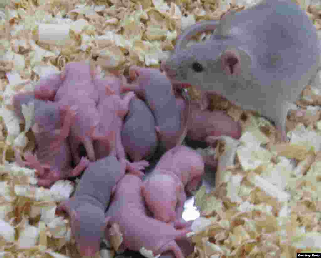 Japanese researchers show that embryonic stem cells from mice could be coaxed into becoming viable egg cells. (Katsuhiko Hayashi)