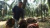Indonesia's Flip-Flops Give Malaysia Edge in Top Palm Oil Market India 