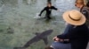 Afrique du Sud: des orques tuent un requin blanc