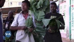 Nini kilichosababisha miraa kuleta tija kwa wakulima na wafanyabiashara?