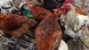 Le Togo prend des mesures d'urgence pour lutter contre la grippe aviaire