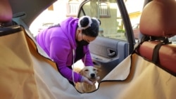 Hebatallah Adel, menjemput seekor anjing dan membantunya naik ke mobil di Kairo, Mesir, 17 Maret 2021. (REUTERS / Sayed Sheasha)