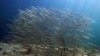 Loss of Tiny Organisms Hurts Ocean, Fishing, Scientists Say