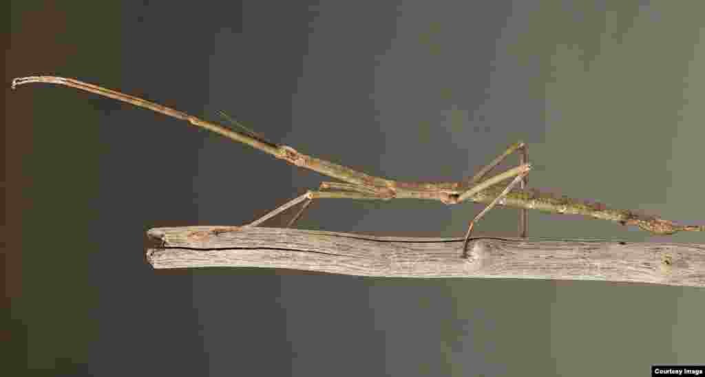 While the giant walking stick Phryganistria tamdaoensis is common in Tam Dao, Vietnam, the 23-centimeter long insect somehow escaped entomologists’ notice until now. (Jonathan Brecko)