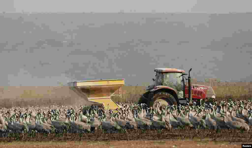 Sebuah traktor mendistribusikan makanan bagi burung-burung bangau di danau Hula, di sebuah taman di Israel utara. 