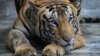 Un tigre en liberté, nouvelle panique près de Johannesburg