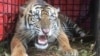 Sempat Mangsa 9 Ternak Warga, Harimau Sumatra di Aceh Selatan Akhirnya Dievakuasi