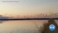 Big Data and Farmers Create Instant Wetlands to Help Migrating Birds