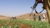 Taliban Chief Says 'Reforms' End Afghan Poppy Cultivation 