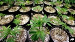 L'Arizona, la Californie, le Maine, le Massachusetts et le Nevada organisent le 8 novembre des référendums sur la légalisation de la marijuana pour un usage récréatif.