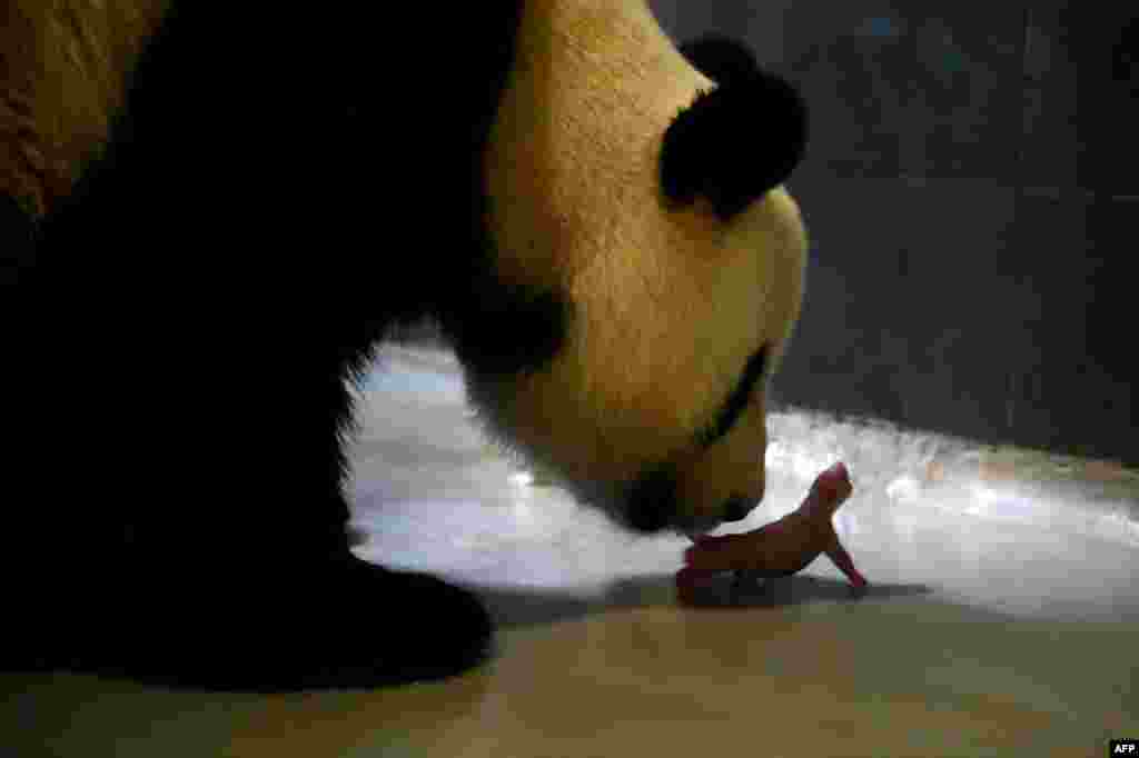 In this handout photo released by the Macau Government Information Bureau, giant panda Xin Xin cares for one of two newborn twin baby pandas at the Giant Panda Pavilion on Coloane.