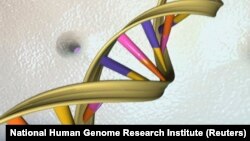 Nanotechnology and gene editing have been used to turn off a key cholesterol-related gene in mouse liver cells, according to a U.S. study.