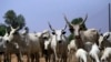 Fulani dake kewayen Abuja sun kira gwamnati ta kafa masu gandun daji da burtalin shanu