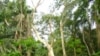 Dwindling West African Rainforest Threatens Long-Term Food Security