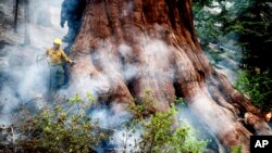 Seorang petugas pemadam kebakaran berupaya memadamkan api untuk melindungi pohon sequoia saat Washburn Fire membakar hutan di Mariposa Grove, Taman Nasional Yosemite, California, 8 Juli 2022. (AP /Noah Berger)