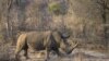 Afrique du Sud: le plus grand élevage de rhinocéros au monde mis aux enchères