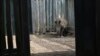 Volunteers Step in to Help South African Rhino Orphanage 